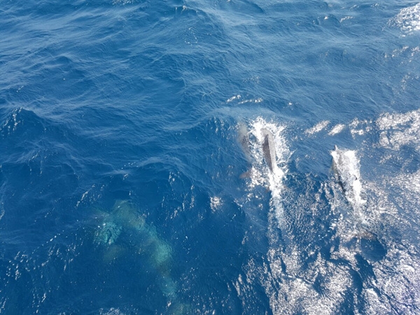 울산남구도시관리공단은 고래바다여행선이 15일 11시 35분께 장생포항 북동쪽 20km 지점에서 참돌고래떼 100여마리를 발견했다고 밝혔다.