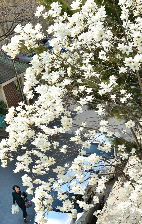 봄기운이 완연한 12일 남구 야음동의 한 아파트단지에 새하얀 목련이 활짝 꽃망울을 터트려 봄소식을 전하고 있다.  유은경기자 usyek@