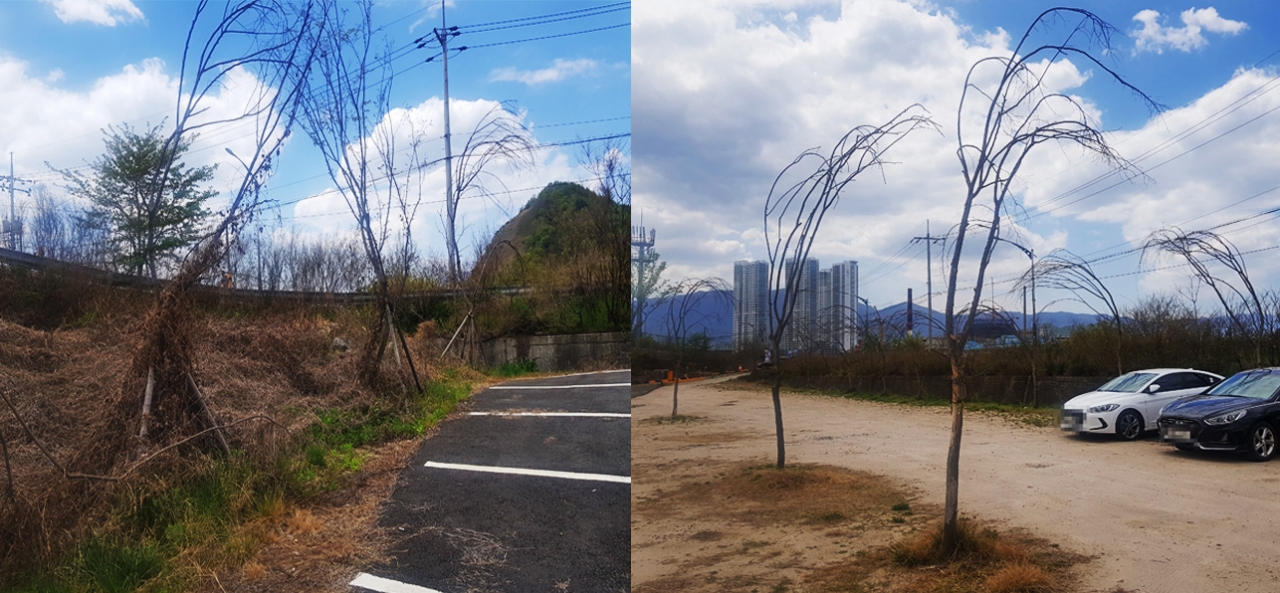 전설에도 등장하는 언양읍 구수리 구늪숲이 행정당국의 무관심 속에 흔적없이 사라지고 있다. 무단 벌채로 사라진 고목 대신 심은 나무들은 대부분 말라 죽었다.