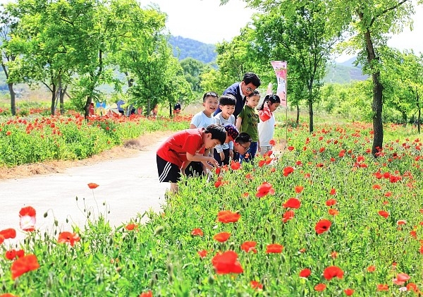 밀양시 초동면 행정복지센터는 오는 12일 초동 연가길에서 꽃양귀비와 함께하는 초동면민 걷기대회를 개최한다.