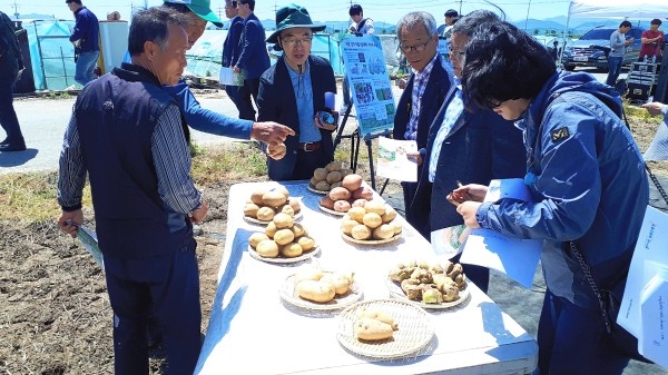 밀양시는 농촌진흥청에서 개발한 신품종인 '서홍' 감자에 대한 현장평가회를 하남읍 백산리 현지 농가 포장에서 개최했다.