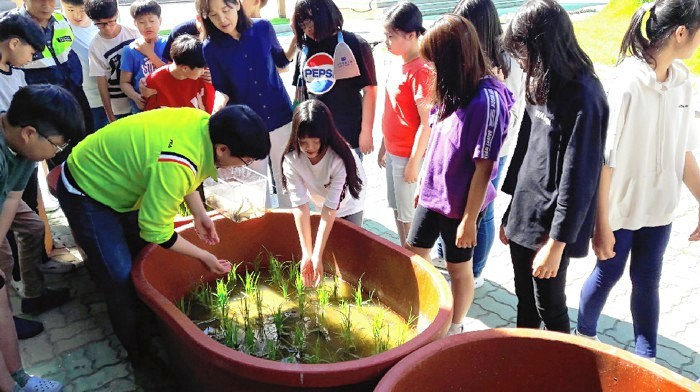 도산초교 학생들이 환경 교육 프로그램으로 미꾸라지, 우렁이를 활용한 친환경 벼농사 체험활동을 실시하고 있다.