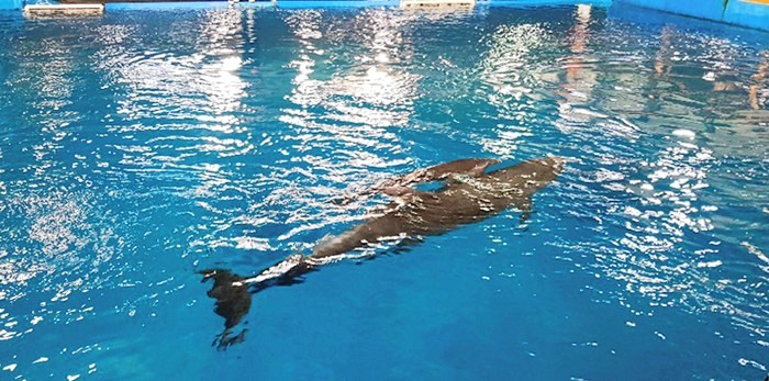 4일 오전 6시 38분에 남구 장생포 고래생태체험관의 큰돌고래 '장두리'가 보조풀장에서 체장 110cm, 체중 20kg 새끼 돌고래를 출산했다. 새끼 돌고래가 어미의 보호를 받으며 함께 유영하고 있다.