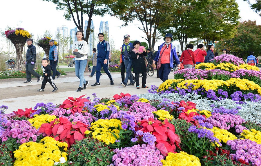 울산 태화강 국가정원을 찾은 시민들과 관광객들이 가을향기 가득한 국화꽃길을 걷고 있다.