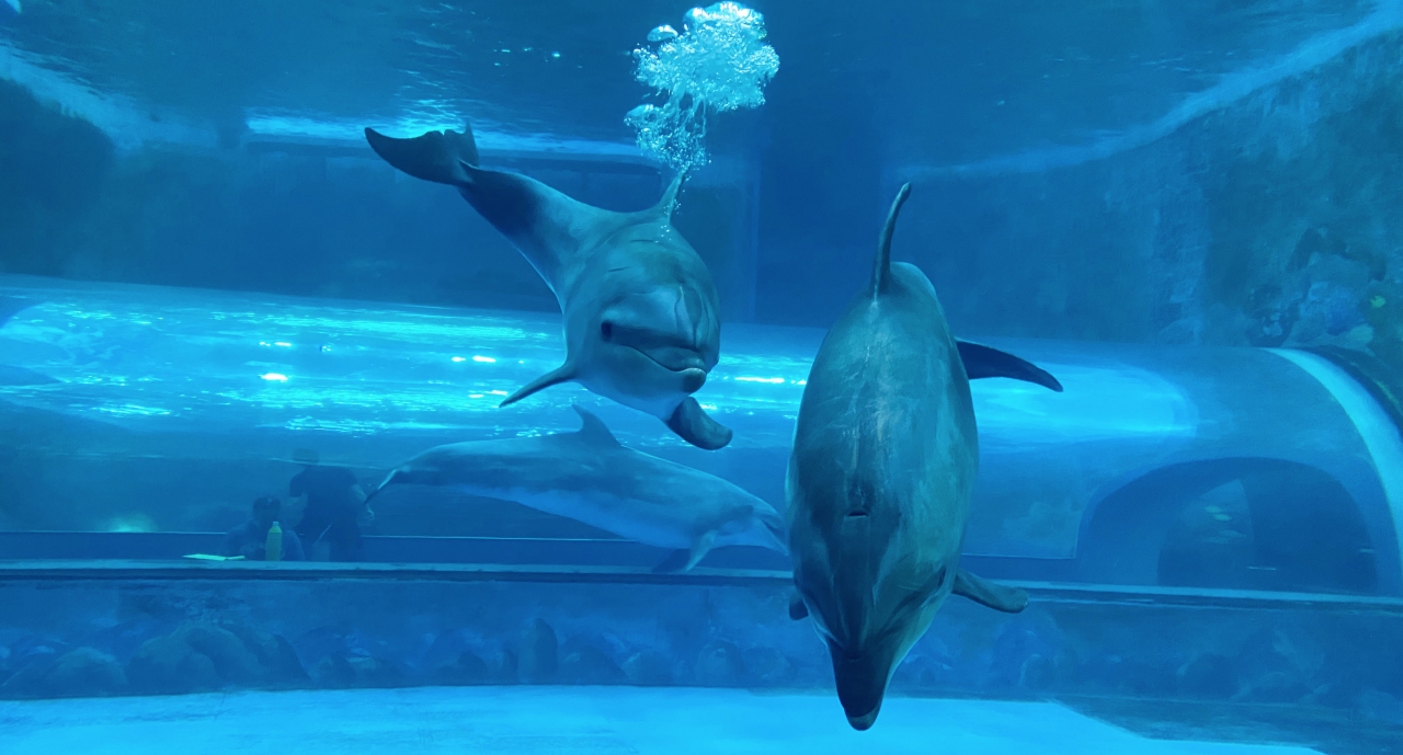 남구 장생포 고래생태체험관에서 태어나 건강하게 자란 아기 돌고래 '고장수'가 18일 일반에 공개된다. 사진은 고래생테체험관에서 적응 훈련하는 고장수(왼쪽) 모습.