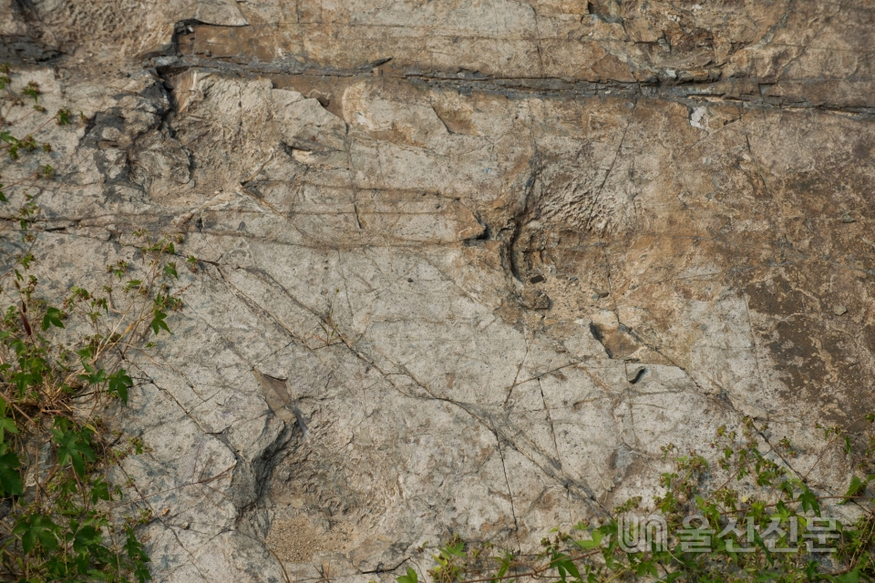 유곡동 공룡발자국 화석. 뉴비전아트포럼 제공