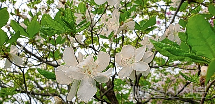 천년기념물로 지정된 가지산 철쭉나무 군락지서 발견된 희귀한 꽃을 피운 철쭉.