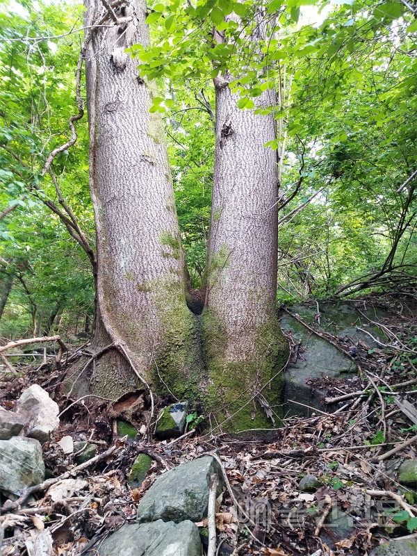 울주군 서두변 인보리 야산에서 발견된 전국 최대 추정 참오동나무.