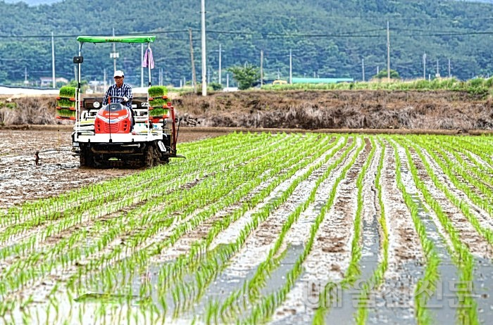 부북면 아라리쌀 재배단지 모심기 사진. 밀양시 제공