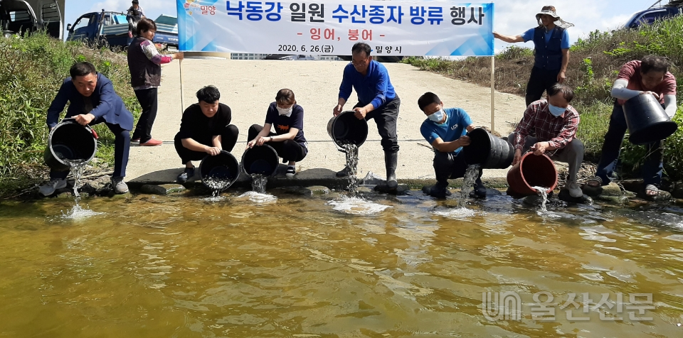 지난 26일 하남읍 수산리 낙동강 일원에서 잉어·붕어 어린고기를 방류하고 있다. 밀양시 제공