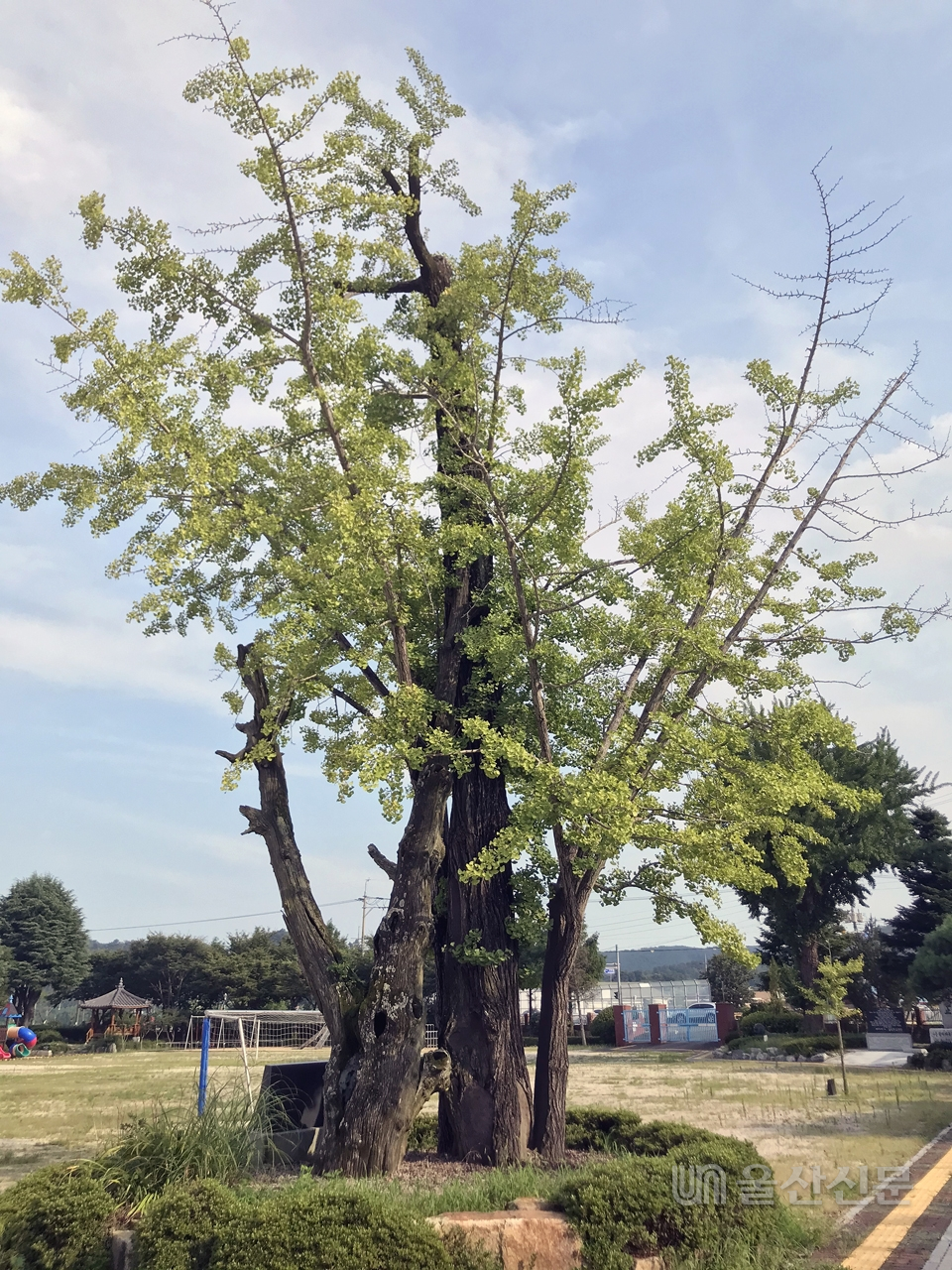 우암 송시열이 장기로 유배와 심었다는 은행나무,  지금도 장기초등학교 교정에 서 그 푸름을 자랑한다.