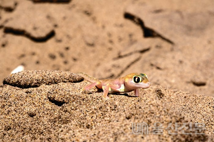 사막의 뜨거운 모래 속 세상 귀여운 도마뱀.&nbsp;ⓒ서영교