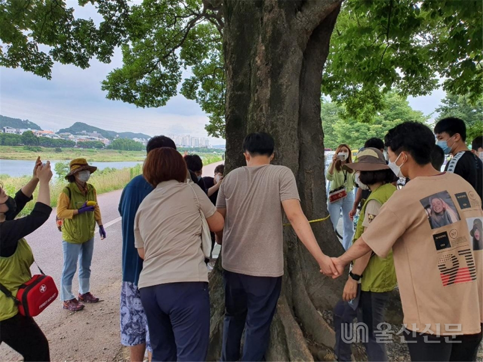 지난 7월 18일 프로그램 참가자들이 울산 삼호교 아래 팽나무 노거수를 관찰하고, 줄자로 둘레를 재어보고 있다.