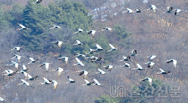 강원 철원군에서 겨울을 나고 있는 두루미들이 힘차게 날아오르고 있다. 한국일보 왕태석기자 제공
