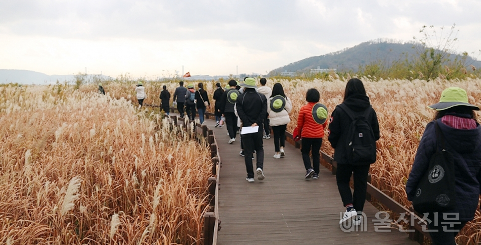울산신문이 주최·주관한 2020 태화강 생태역사문화 대장정에 참가한 블로거·유튜버들이 태화강 하구 억새밭을 탐방하고 있다.