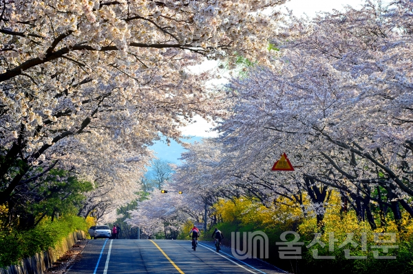 무룡로(구 국도 31호선) 벚꽃길