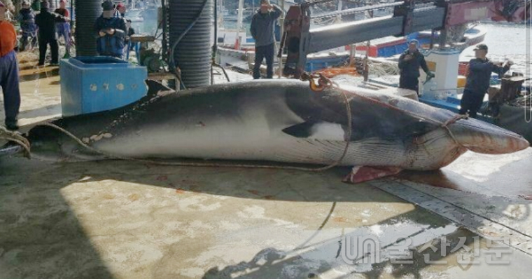 울산 앞바다서 혼획된 고래고기가 옮겨지고 있는 울산시 동구 방어진 위판장. ⓒ울산신문 자료사진