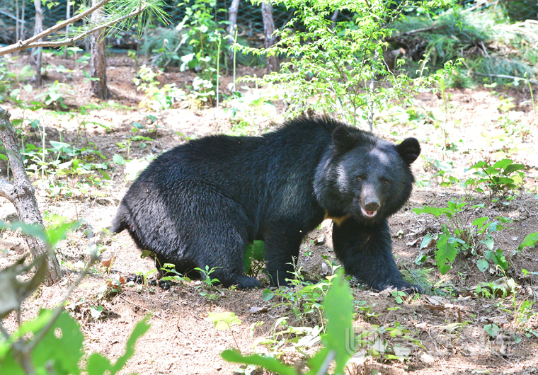 지난달 19일 오후 울산 울주군 범서읍 서사리의 한 농장 인근에 반달가슴곰으로 추정되는 곰 한 마리가 나타나 주변을 서성거리고 있다.