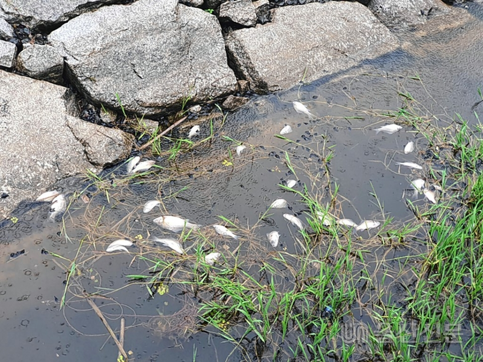 울산 중구 태화저수지에서 물고기가 집단 폐사해 관계당국이 조사에 나섰다.
