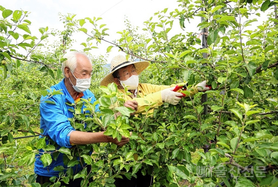 박일호(오른쪽) 밀양시장이 사과재배 농가에서 솎아내기 봉사를 하고 있다.