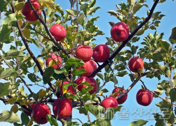 밀양시가 신선도를 장기간 유지해 소비자들에게 아삭하고 맛있는 사과를 공급하고 농가 소득을 높일 수 있는 과실장기저장제 지원사업을 올해도 추진한다.밀양시 제공