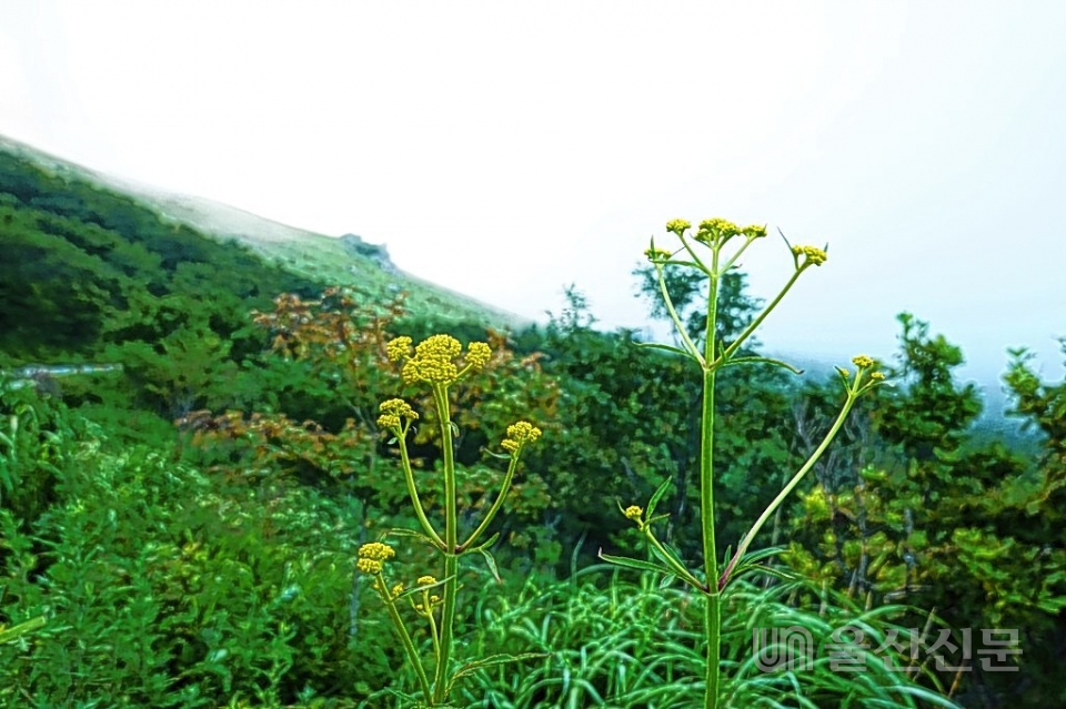 27일 오전 연무가 짙게 깔린 간월재 산 비탈에 노란 꽃을 피운 마타리가 두 팔을 벌리며 기지개를 펴는듯하다.