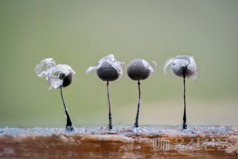 울산과학관은 9월 갤러리 초대전으로 울산생명의 숲 버섯탐구회 초대 사진전을 개최한다.