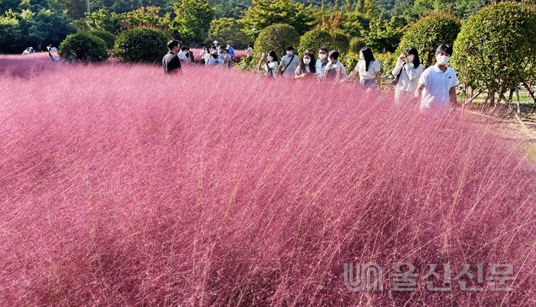 화창한 가을 날씨를 보인 3일 울산대공원 핑크뮬리 정원을 찾은 시민들과 관광객들이 핑크빛으로 물든 핑크뮬리 사잇길을 거닐며 아름다운 가을 정취를 만끽하고 있다.