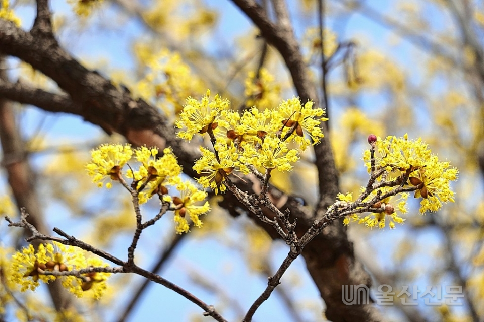 봄 소식을 전하는 산수유의 노란 꽃.