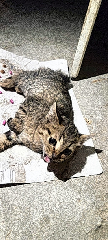 지난 23일 울산 남구의 한 아파트 지하에서 끈끈이 쥐덫에 뒤엉킨 고양이가 발견돼 동물 학대 논란이 일었다. 동물보호단체 '케어' 제공