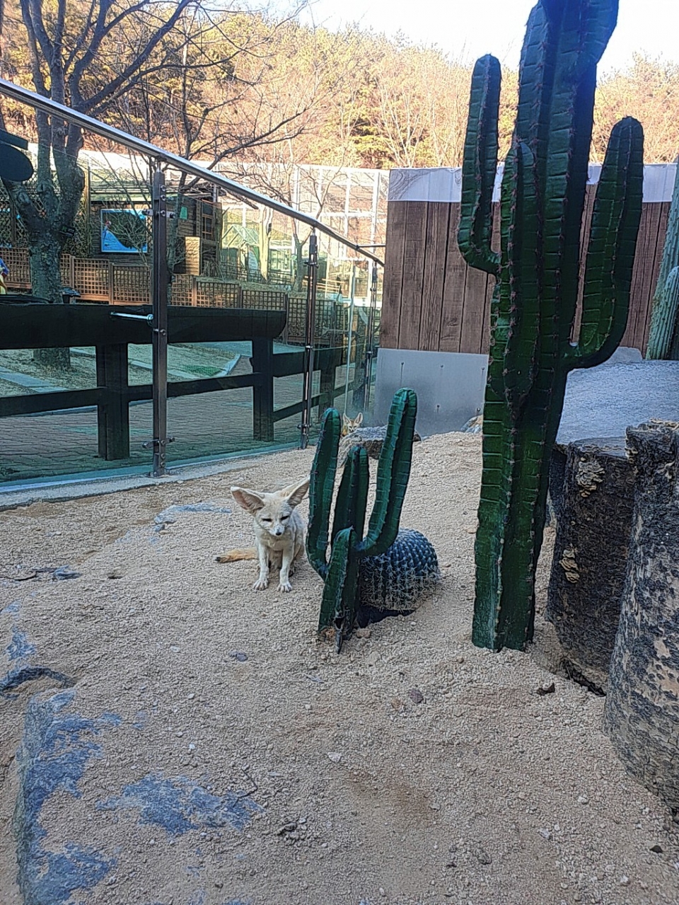 울산대공원 동물원에서 자연증식된 새끼 사막여우.