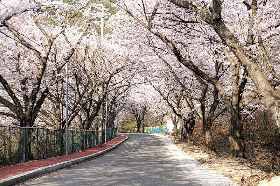 단장면 벚꽃 터널.