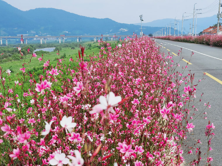 5월 낙동강 반월습지 주변 왕복 5㎞에 붉은 양귀비꽃이 만발하는 초동면 연가길.