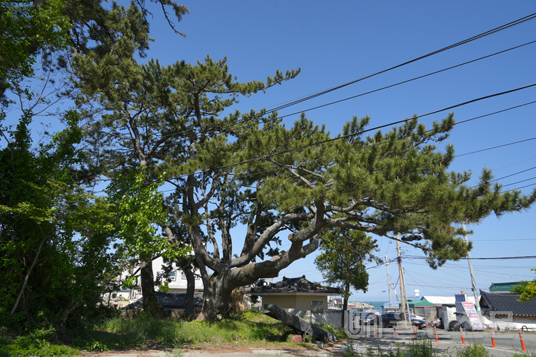 울주군 서생면 신리항 마을 입구를 지키는 수령 400년이 넘는 당산목인 곰솔나무.