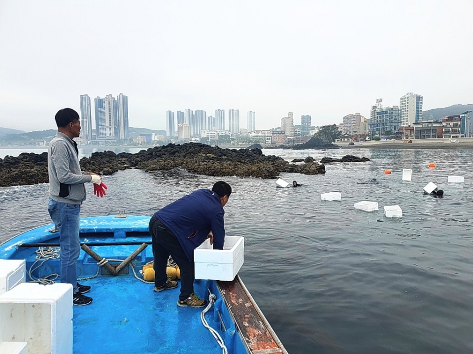 울산 북구는 12일 고부가가치 수산자원 조성과 어촌마을 소득 안정을 위해 7개 어촌 마을어장 해역에 전복종자 27만 마리를 방류했다.