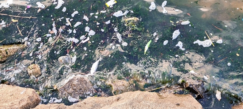 울산 태화강 백리대숲 일부 구간에서 죽은 물고기들이 떠내려와 울산시의 태화강 수질관리에 의문이 제기되고 있다. 독자 제공