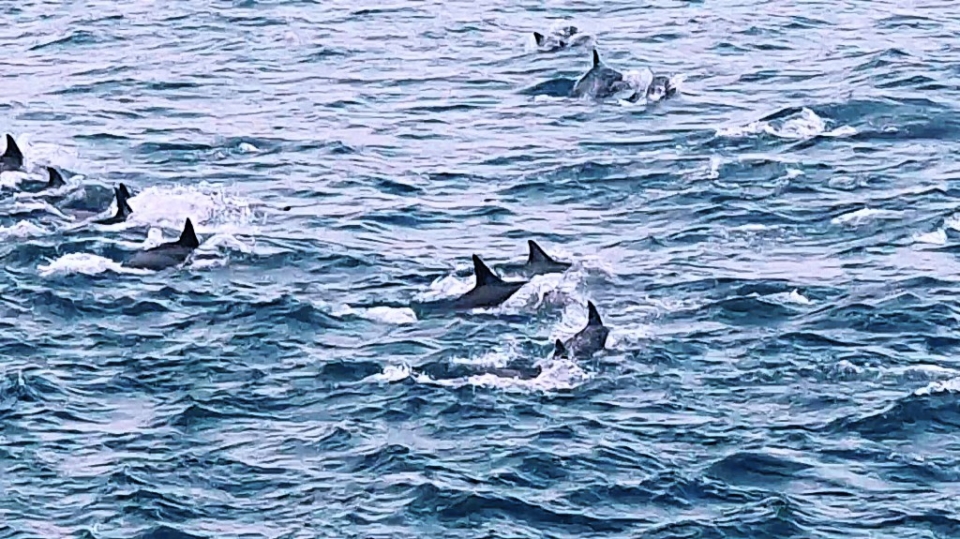 울산남구도시관리공단은 지난 5일 11시께 장생포 남동쪽 16.2㎞해상에서 참돌고래떼 50여마리를 발견했다. 남구도시관리공단 제공