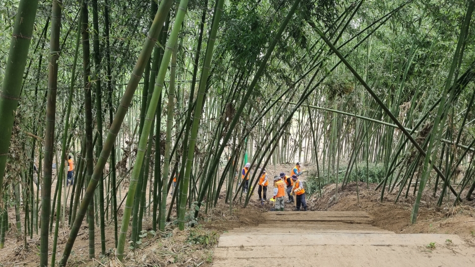 시에서 투입된 인원들이 태화강 국가정원 삼호지구 대나무숲 산책로의 복구작업을 진행 중이다.