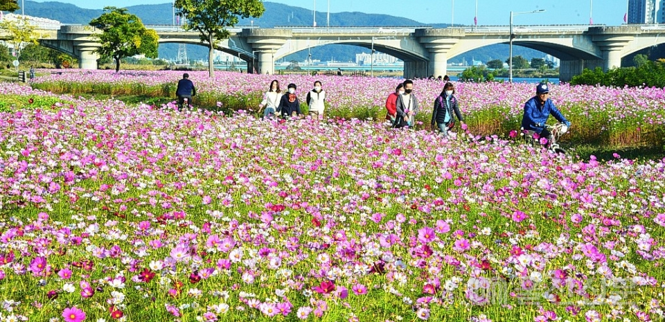 완연한 가을 날씨를 보인 20일 울산 중구 태화강변을 찾은 시민들이 코스모스가 활짝 핀 꽃길을 산책하며 가을정취를 만끽하고 있다.