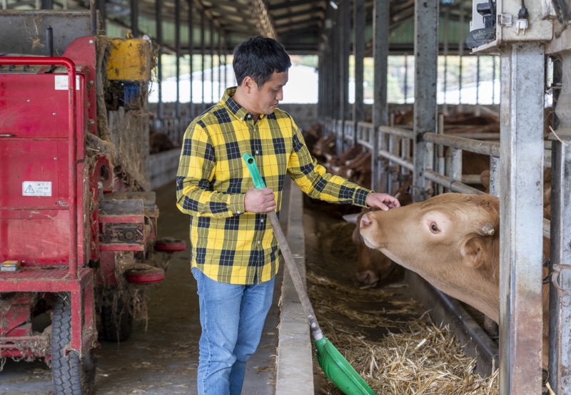 '제20회 전국축산물품질평가대상'에서 대통령상을 수상한 밀양시 무안면의 황인수(42) 씨가 축사에서 소를 돌보고 있다. 밀양시 제공 