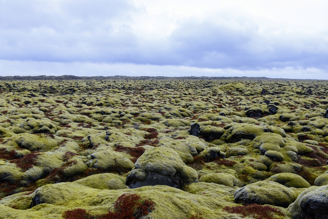 세계에서 가장 부드러운 잔디...아이슬란드 이끼. 2018. 5 ⓒ박철