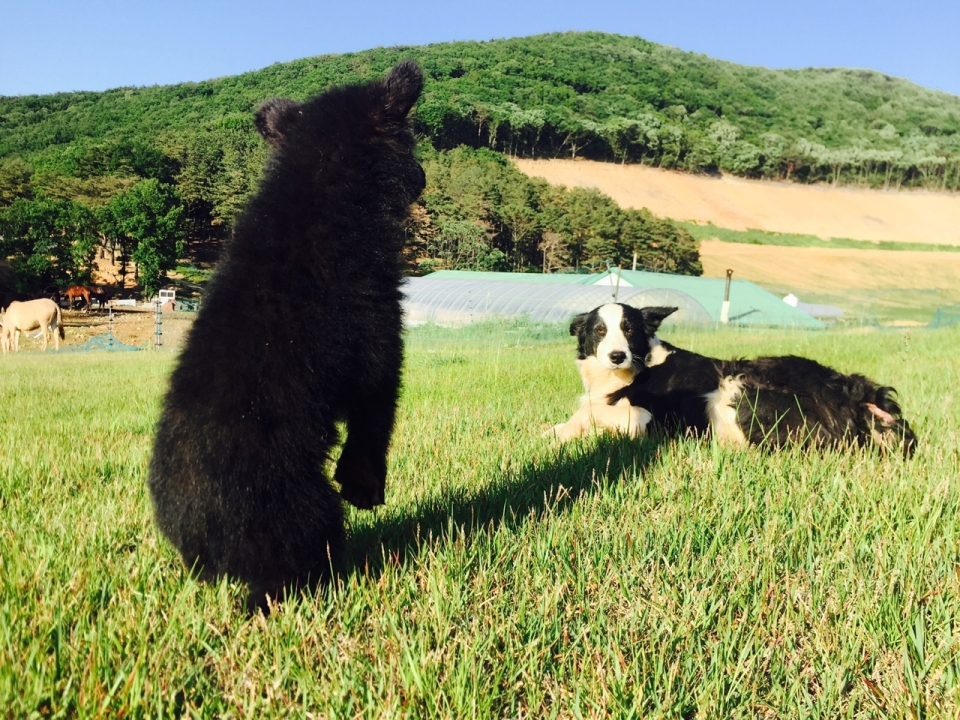 염소 방목장에서 자유롭게 뛰어놀던 곰들은 다른 동물과도 친밀하게 지냈다.