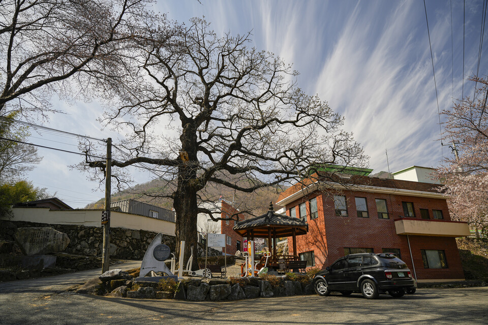 마을 입구의 수령 400년 된 갈참나무. 김동균기자 justgo999@
