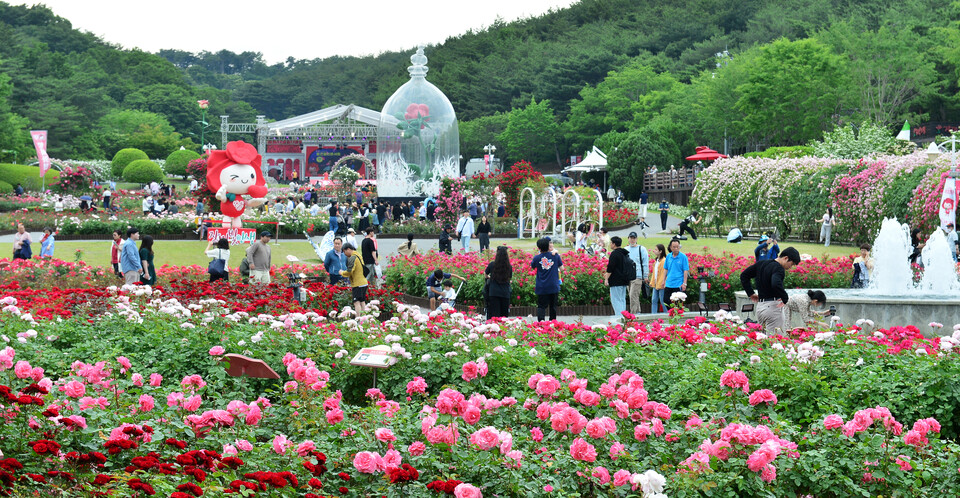 지난 5월 열린 울산대공원의 장미축제에서 만개한 65종 300만 송이 장미꽃을 선보였다. 울산신문 자료사진