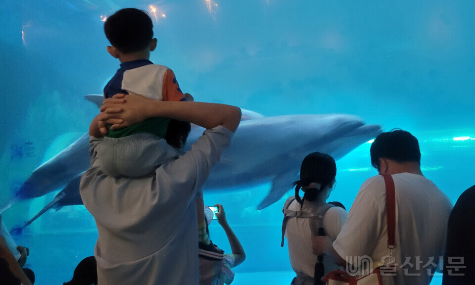 울산 남구 문화유적 스토리텔링 2차 행사 2차 코스인 남구 장생포 고래생태체험관에서 참가자들이 유영하는 돌고래를 관찰하고 있다.