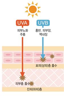 UVA와 UVB 피부층 흡수 정도. 울산 동강병원 제공