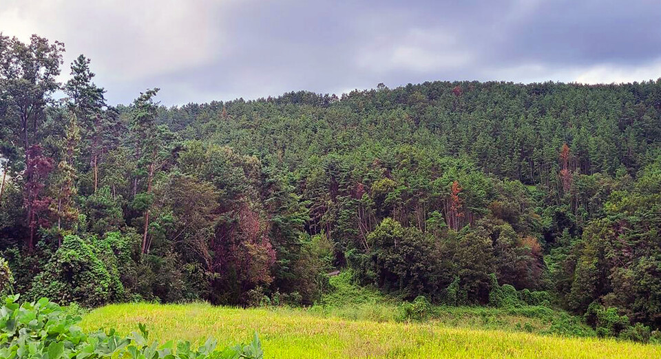 울산 울주군 온양읍 내광리의 한 야산 곳곳에 소나무들이 소나무재선충병에 걸려 누렇게 말라 죽어있다. 울산시 제공