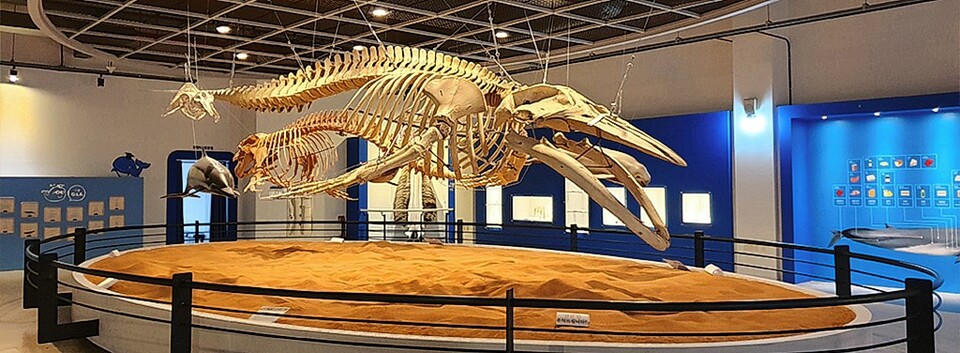 남구 장생포 고래박물관내 전시된 실물 고래 골격.&nbsp; 울산 남구 제공