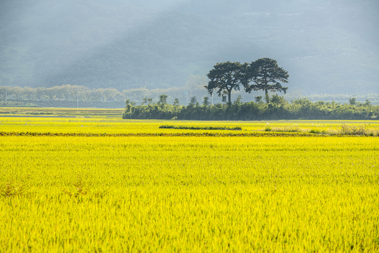 하동 악양들판에 우뚝 서 있는 2그루의 부부소나무! 봄에는 청보리밭과 자운영꽃, 여름에는 벼가 무럭무럭 자르는 모습, 가을엔 코스모스와 황금들판과 잘 어우러지는 평사리의 또 하나의 상징물이다. 겨울엔 텅 빈 들판을 외롭지 않게 한다. ⓒ이상원