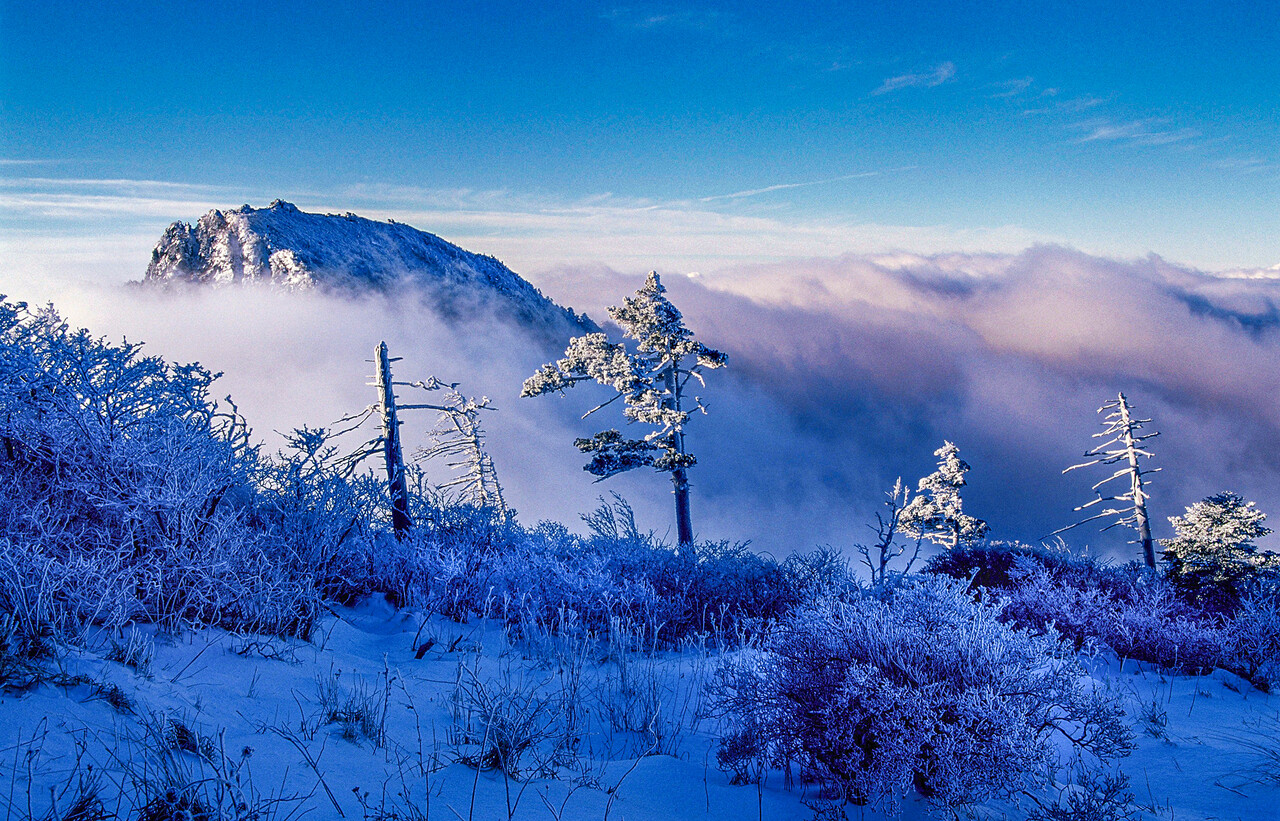 지리산 천왕봉의 운해와 구상나무 설경. ⓒ이상원